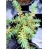 Sedum rupestre ´Silver´