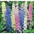 Delphinium Fantasy Mix