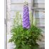 Delphinium Fantasy Mix