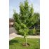 Ginko Biloba