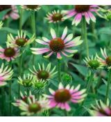 Echinacea purp.´Green Twister´