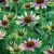 Echinacea purp.´Green Twister´