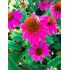 Echinacea purpurea ´Pow Wow Wild Berry´