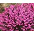 Erica carnea ´Wintersonne´