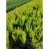 Erica arborea ´Albert´s Gold´