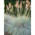 Festuca glauca 'Blue Select'