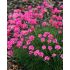 Armeria maritima ´Rose´