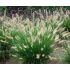 Pennisetum alopecuroides ´Hameln´