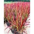 Imperata cylindrica ´Red Baron´