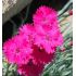 Dianthus gratianopolitanus 'Badenia'