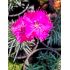 Dianthus gratianopolitanus 'Badenia'