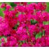Lychnis viscaria 'Firebird'