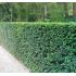 Taxus baccata
