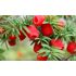 Taxus baccata