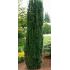 Taxus baccata
