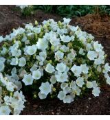 Campanula carpatica ´Pearl White´