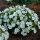 Campanula carpatica ´Pearl White´