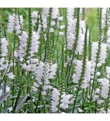 Physostegia ´Crystal Peak´