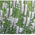 Physostegia ´Crystal Peak´