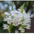 Physostegia ´Crystal Peak´