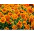 Gaillardia Grandiflora ´Mesa Peach´