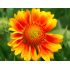 Gaillardia Grandiflora ´Mesa Peach´