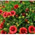 Gaillardia x grandiflora ´Mesa Red´