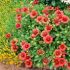 Gaillardia x grandiflora ´Mesa Red´