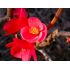 Chaenomeles japonica ´Red Hybrids´