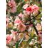 Chaenomeles x superba ´Semperflorens´