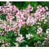 Deutzia gracilis 'Rosea'