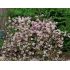 Deutzia gracilis 'Rosea'