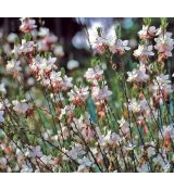 Gaura lindheimeri ´Summer Breeze´