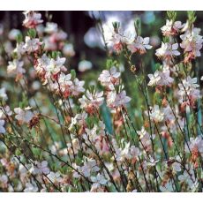 Gaura lindheimeri ´Summer Breeze´