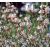 Gaura lindheimeri ´Summer Breeze´