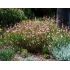 Gaura lindheimeri ´Summer Breeze´