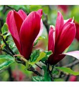 Magnolia Liliflora ´Nigra´