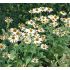 Echinacea purp.´Baby Swan White´