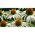 Echinacea purp.´Baby Swan White´