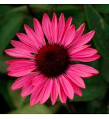 Echinacea purp.´Ruby Star´