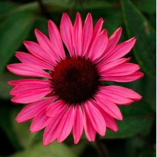 Echinacea purp.´Ruby Star´