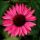 Echinacea purp.´Ruby Star´