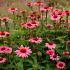 Echinacea purp.´Ruby Star´