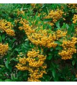 Pyracantha 'Soleil d´Or´