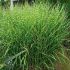 Miscanthus sinensis ´Strictus Zebrinus´
