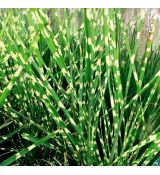 Miscanthus sinensis ´Strictus Zebrinus´