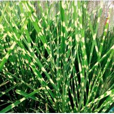 Miscanthus sinensis ´Strictus Zebrinus´