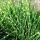Miscanthus sinensis ´Strictus Zebrinus´