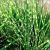Miscanthus sinensis ´Strictus Zebrinus´