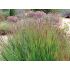 Panicum virgatum ´Shenandoah´